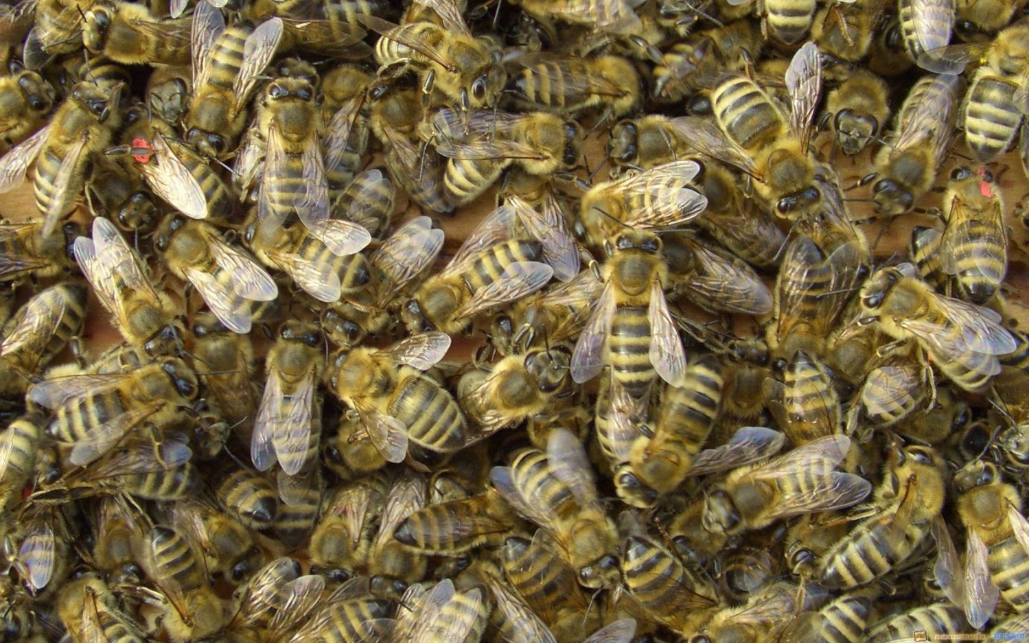 HD пчёлы - Больше пчёл
